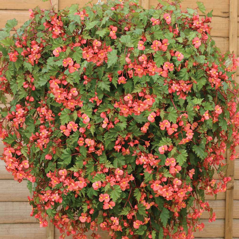 B. ‘Pink Shower’